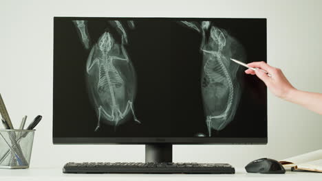 veterinarian examining x-ray images of a bird/rodent