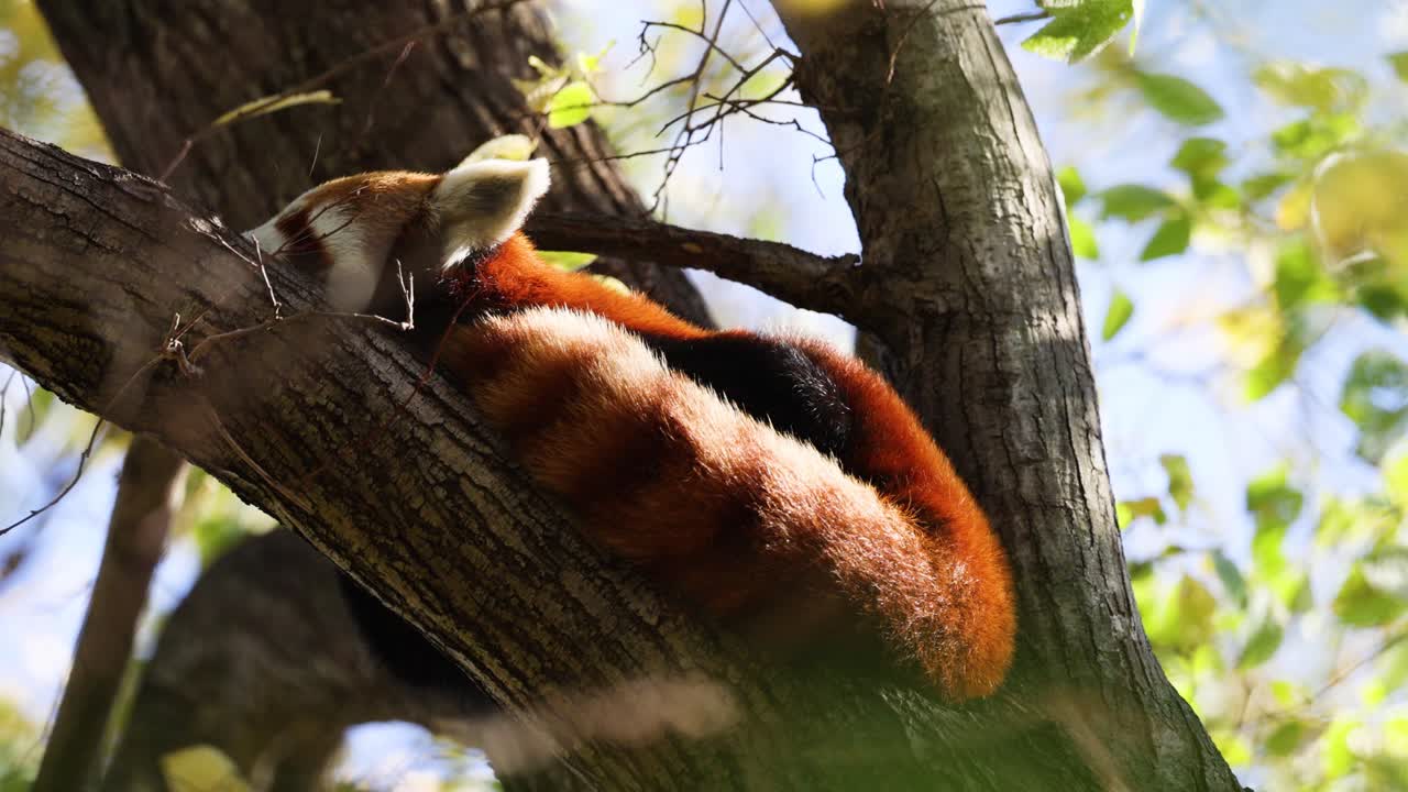 은 판다가 나무 가지에서 휴식을 취하고 있다