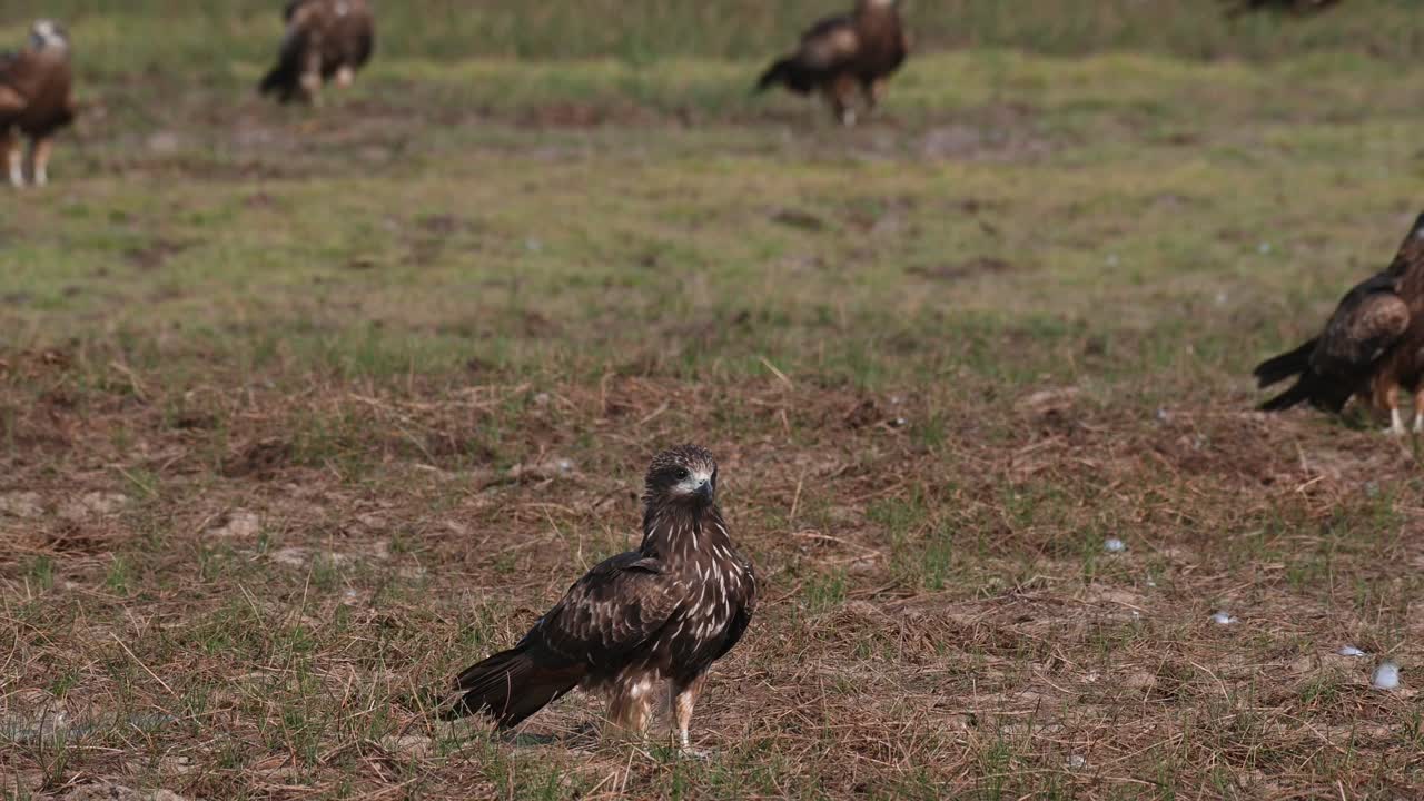 un juvenil cometa de orejas negras milvus lineatus está de pie en el lado frontal del centro del marco, mientras que el resto de las aves están de pie a una distancia