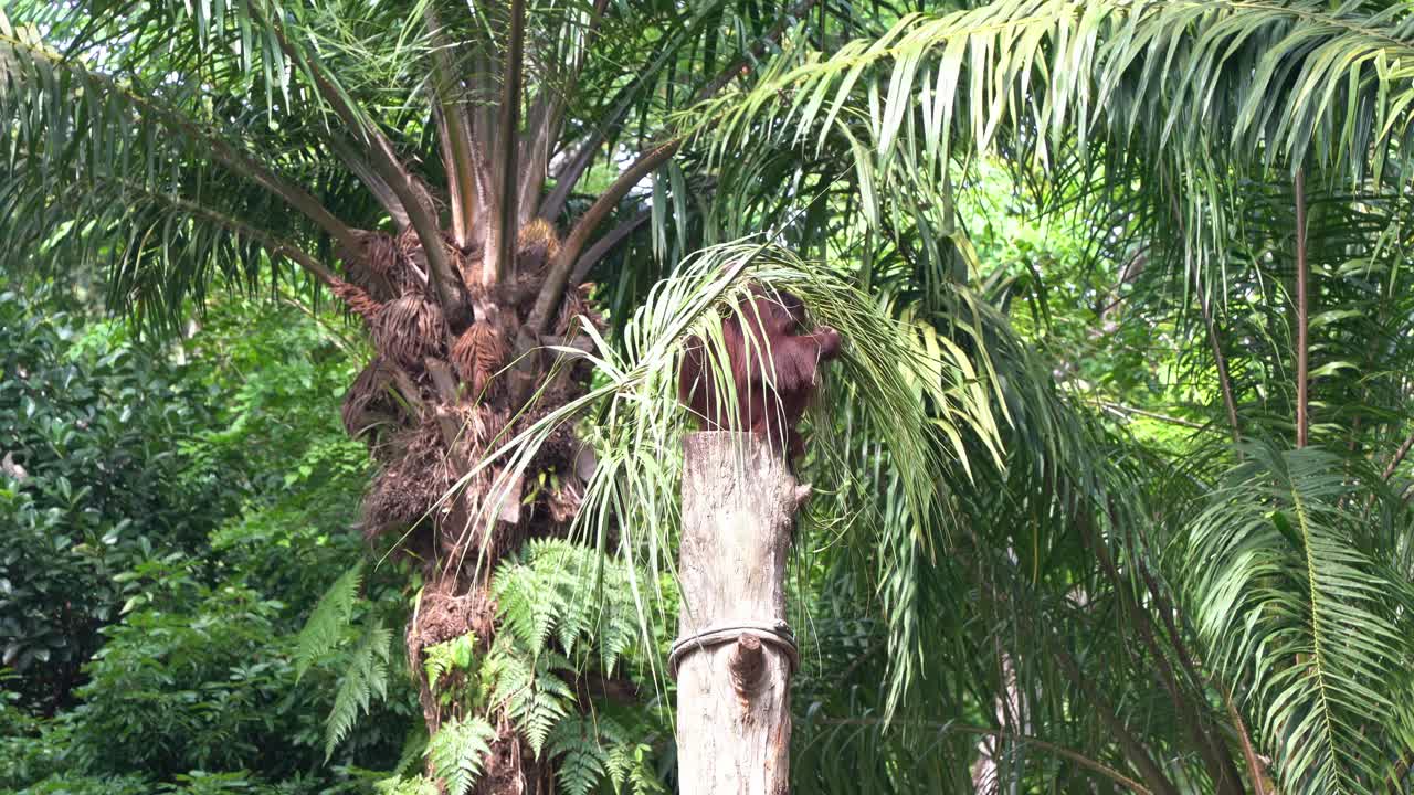 grandes simios orangután avistados sentados en la parte superior de un tronco de madera, camuflados con hojas de cocoteros, escondiéndose de sus compañeros en el dosel de la jungla en el zoológico de singapur, sudeste de asia, toma de movimiento manual