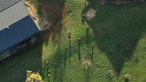 group of australian herbivore kangaroos grazing grass peacefully in green field