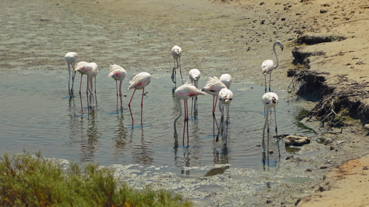 розовые фламинго в водно-болотных угодьях
