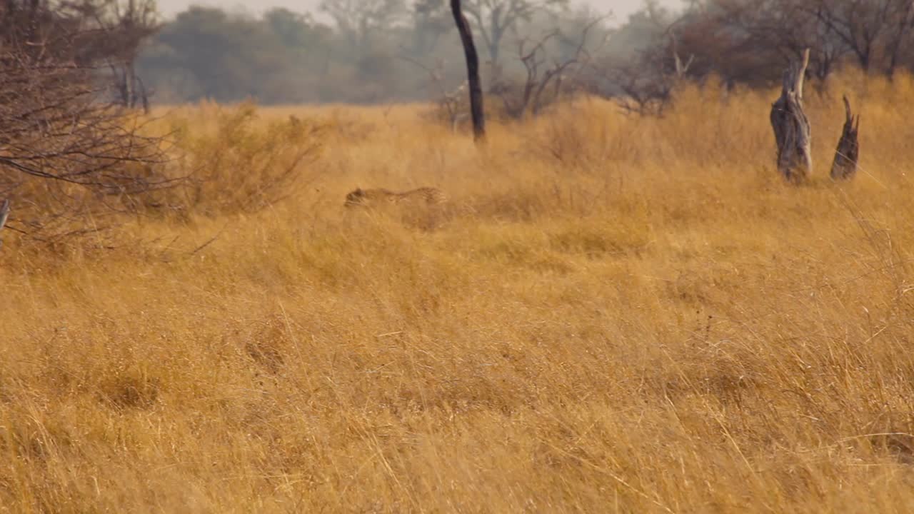 Cheetah walking free in wild. Botswana. Pan left
