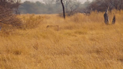 cheetah walking free in wild. botswana. pan left