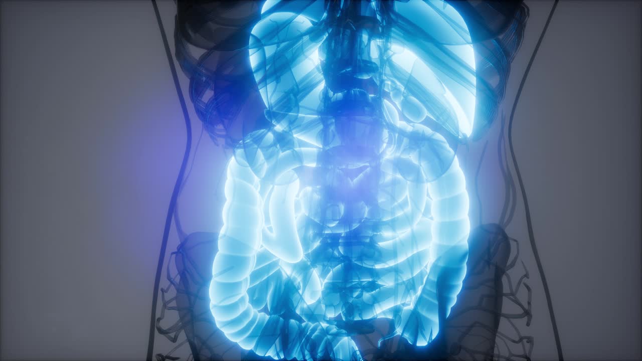 3d illustration of human digestive system parts and functions