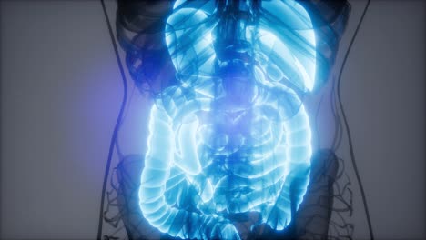 ilustración 3d de las partes y funciones del sistema digestivo humano