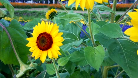 the sunflower on the day of the bright blue sky. pan left shot.