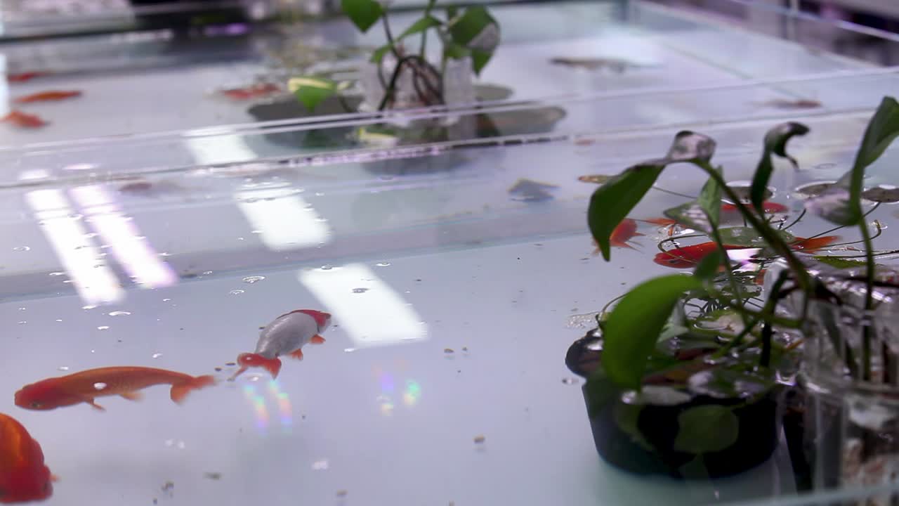 새로운 소매 공간에 전시된 개방형 민물 수조 수족관