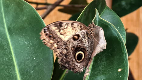 Close-up-of-an-owl-butterfly-resting-on-a-leaf-in-a-lush-green-garden