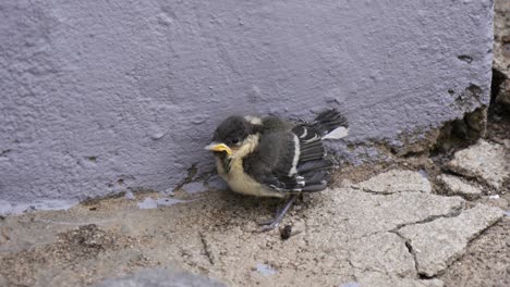 little baby swallow at the wall in city