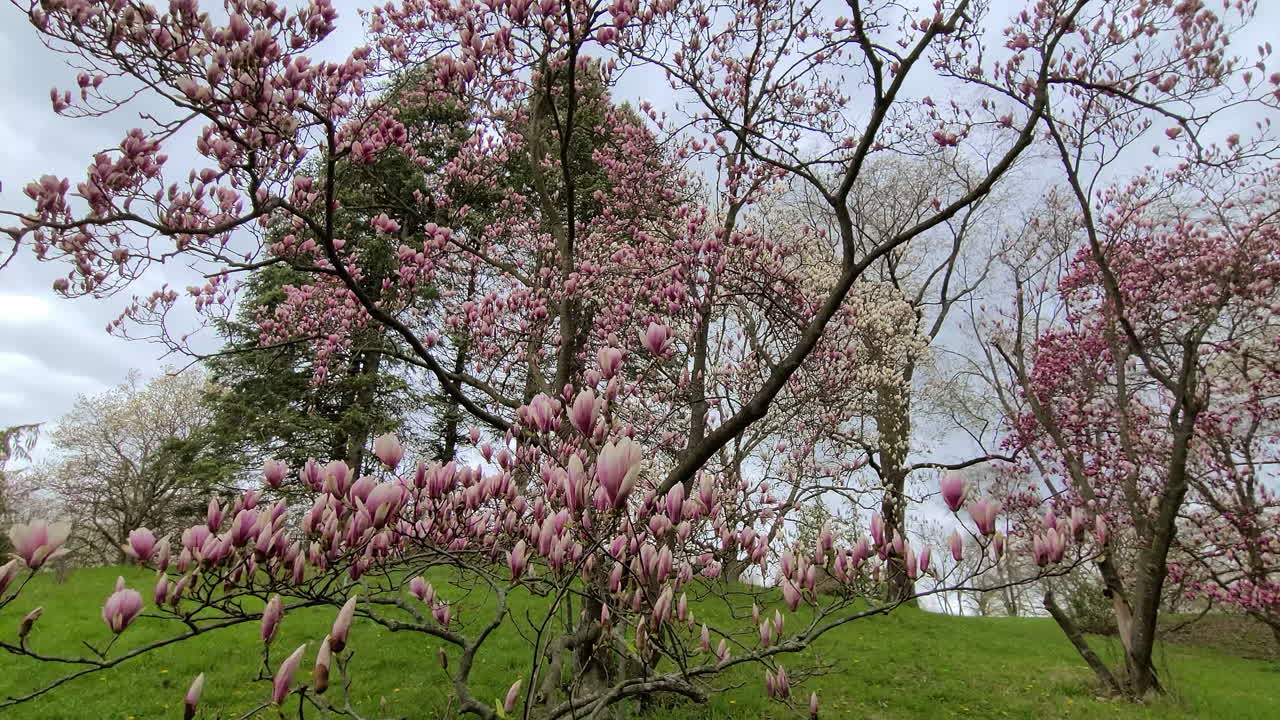 Close up wide angle view of fresh pink flowers on trees, blossoming during spring season