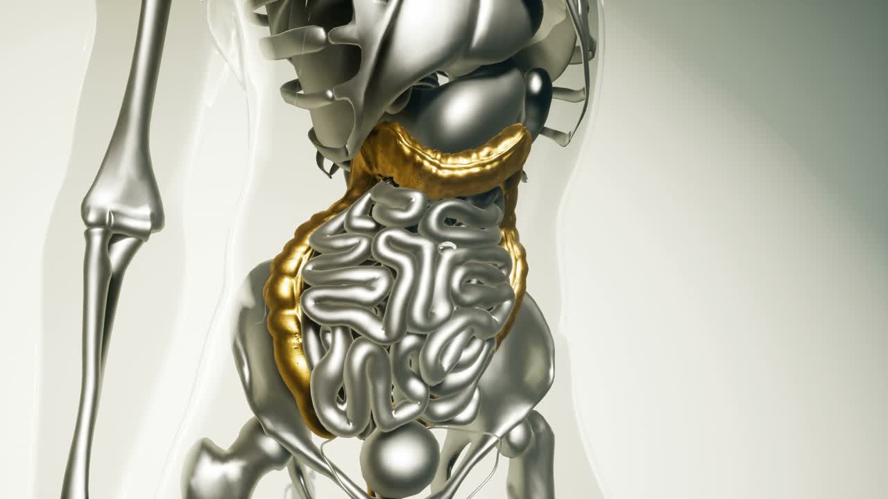 модель толстой кишки человека со всеми органами