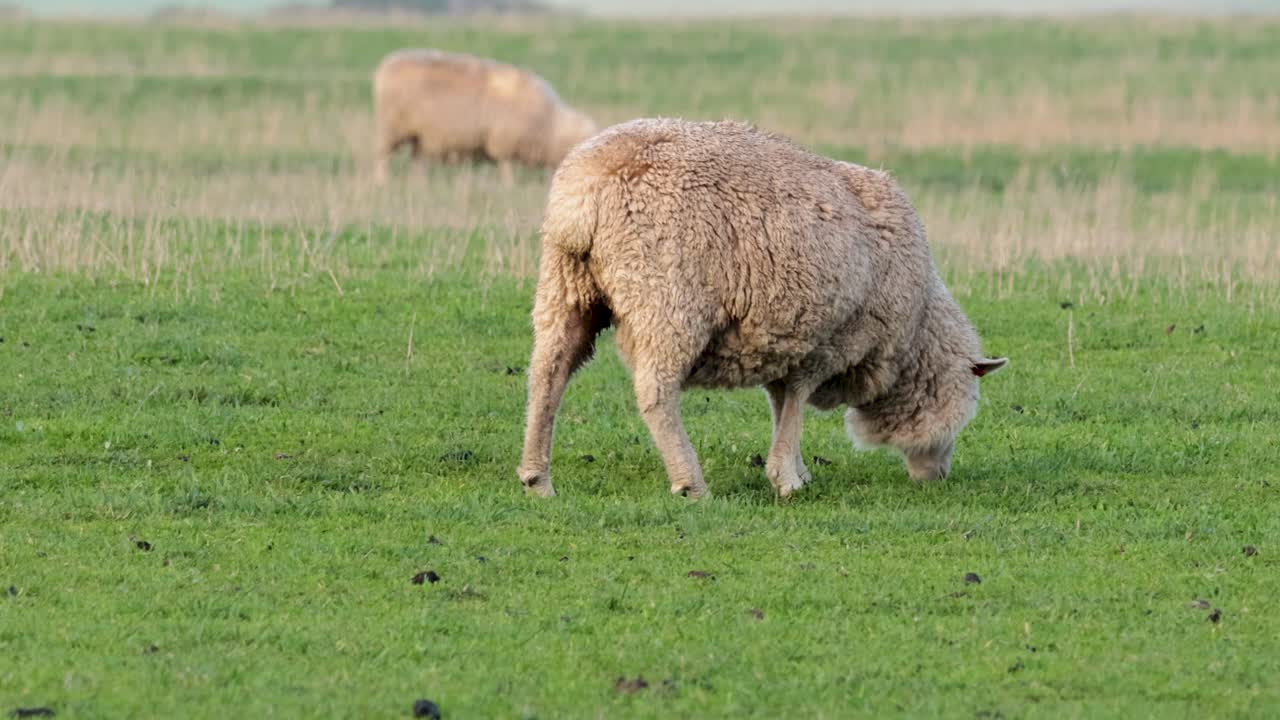 양 들 이 푸른 들판 에서 평화롭게 먹이를 먹고 있다