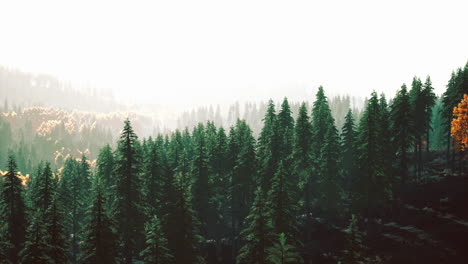 fir trees on meadow between hillsides with conifer forest in fog