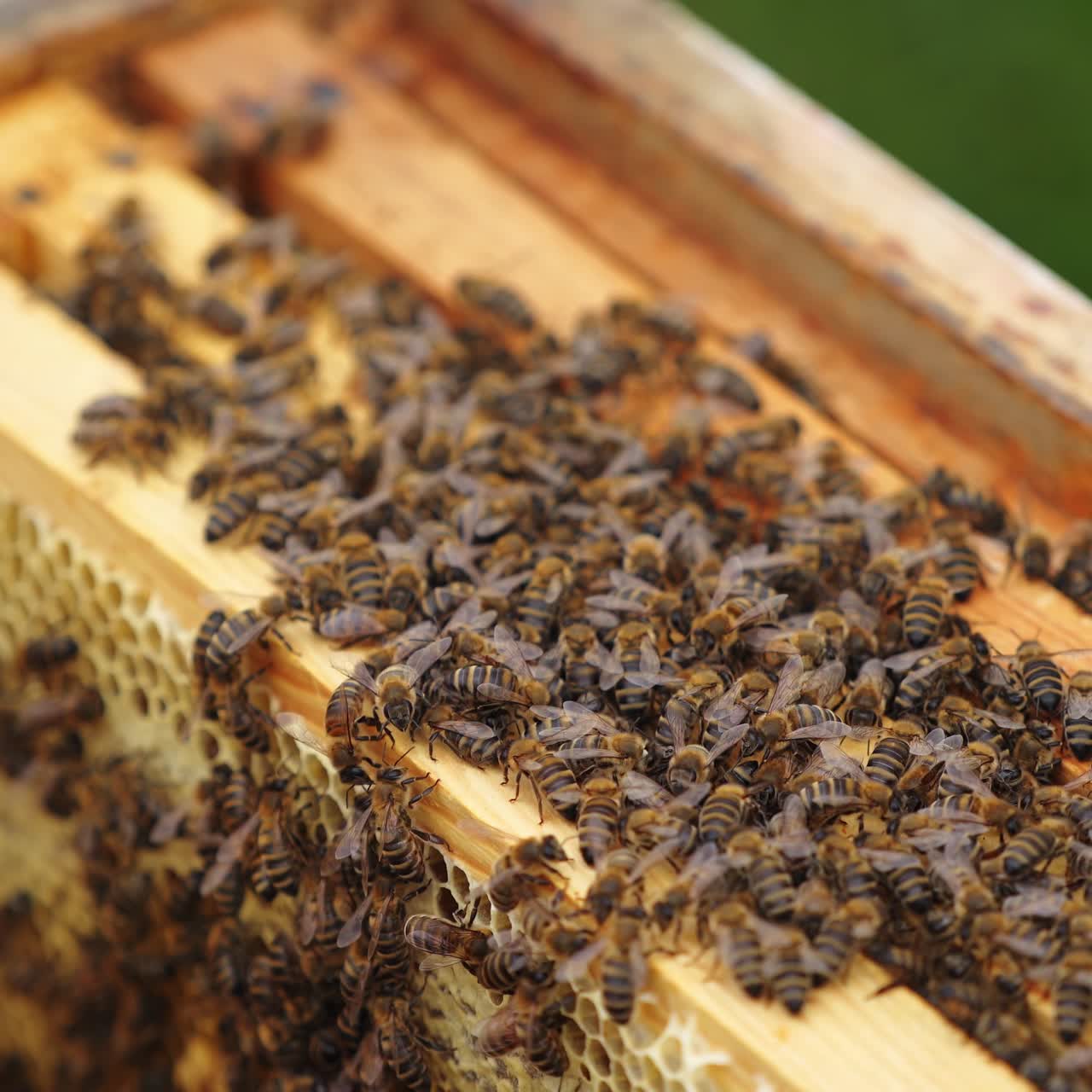 Hardworking bees on honeycomb in apiary