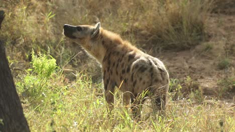wide shot of a spotted hyena looking up into a tree before walking away, greater kruger