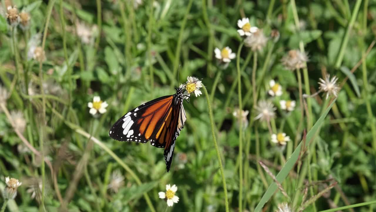 A striped-tiger butterfly Danaus genutia sips some nectar from a white wildflower, then it flies upward to the left side of the frame.