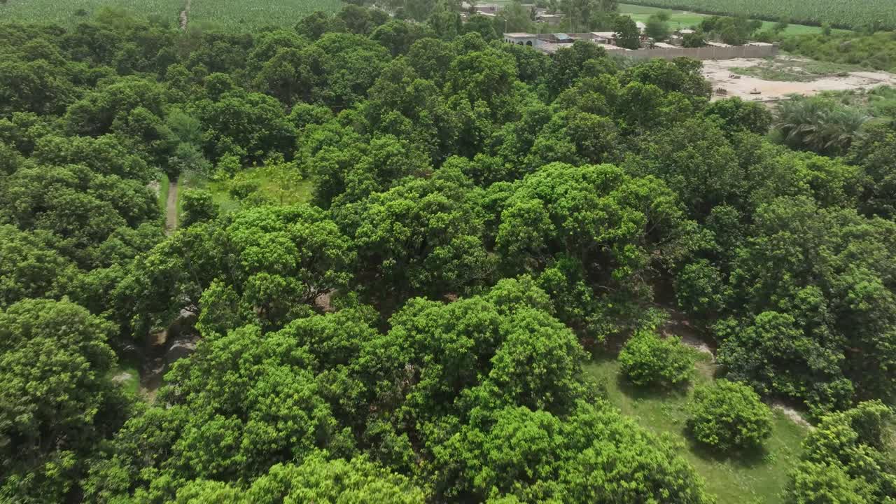 vuelo aéreo sobre la granja de mango en mirpur khas sindh en karachi