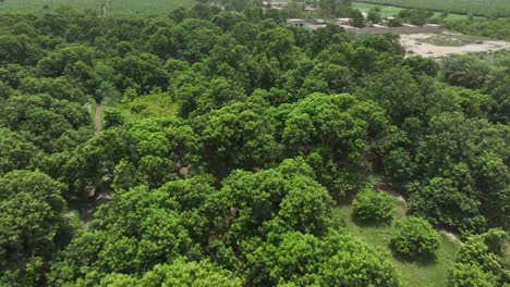 Aerial-Flying-Over-Mango-Farm-In-Mirpur-Khas-Sindh-In-Karachi