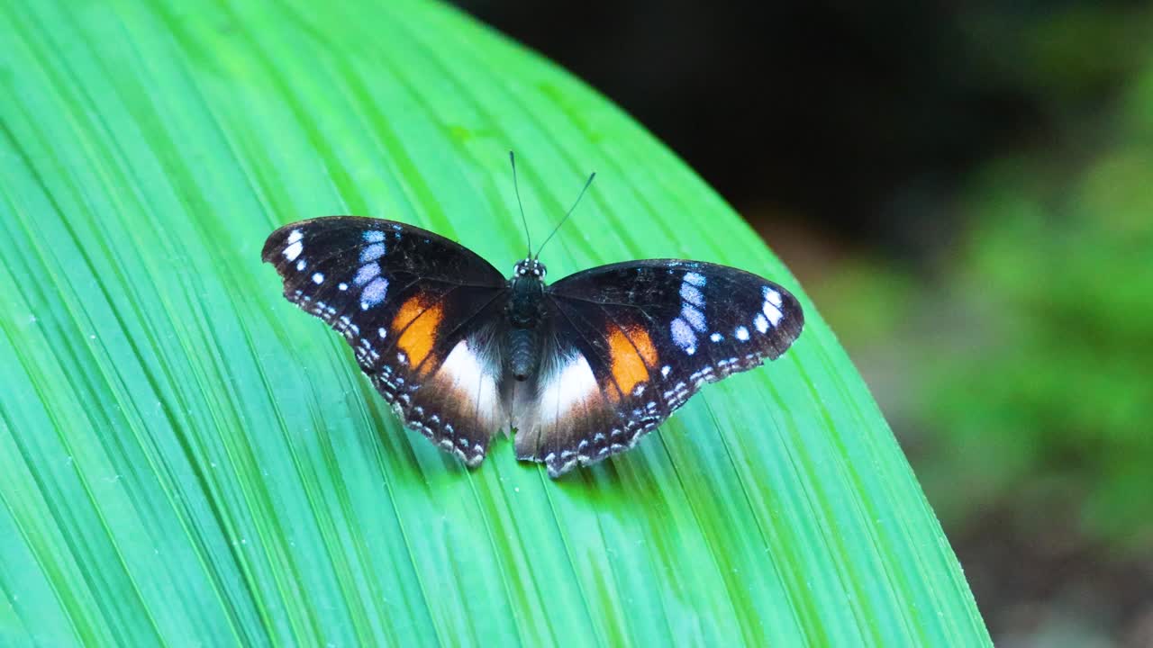 Butterfly resting on a leaf in the zoo