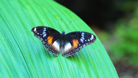 butterfly resting on a leaf in the zoo