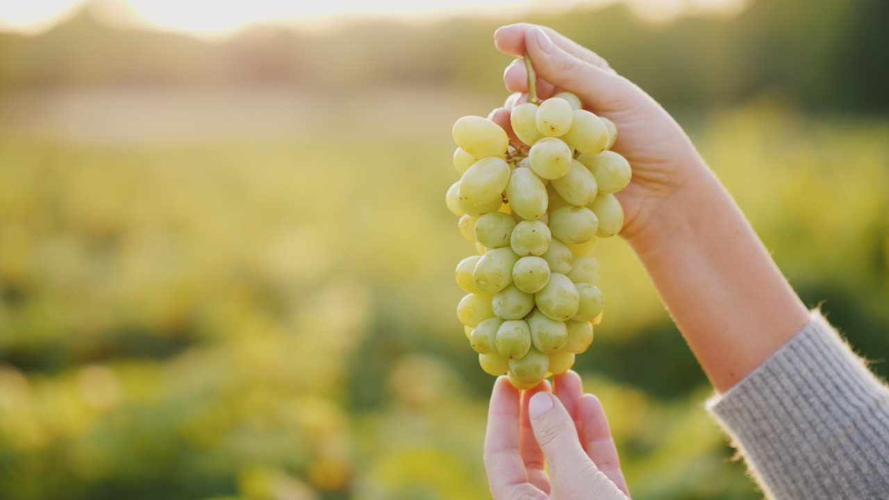 enólogo sosteniendo un racimo de uvas en el fondo del viñedo