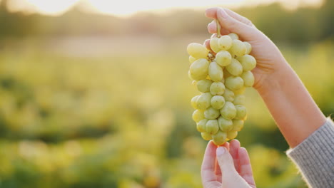 Winzer,-Der-Eine-Weintraube-Auf-Dem-Hintergrund-Des-Weinbergs-Hält