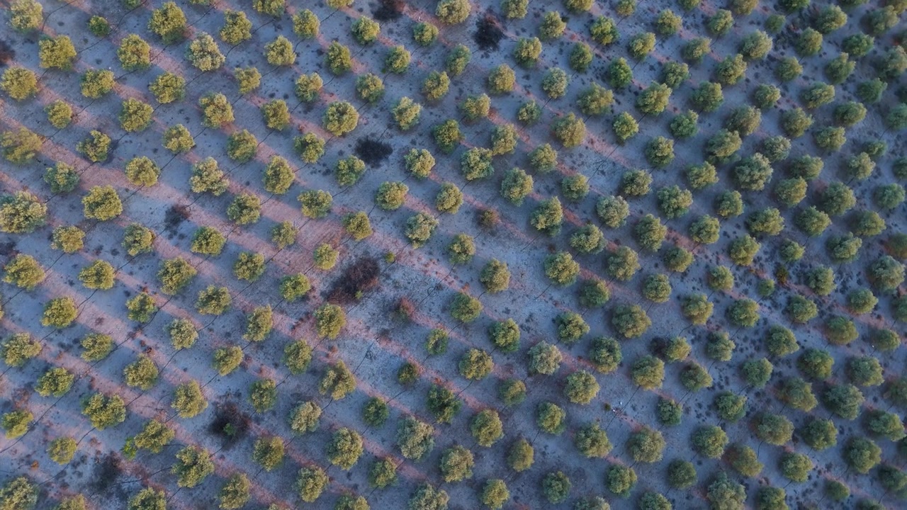 Olive trees in staggered rows make a dense geometric pattern on pale dry soil, dirt tracks and irrigation pipe cutting diagonally across the grove. Aerial top down spin.