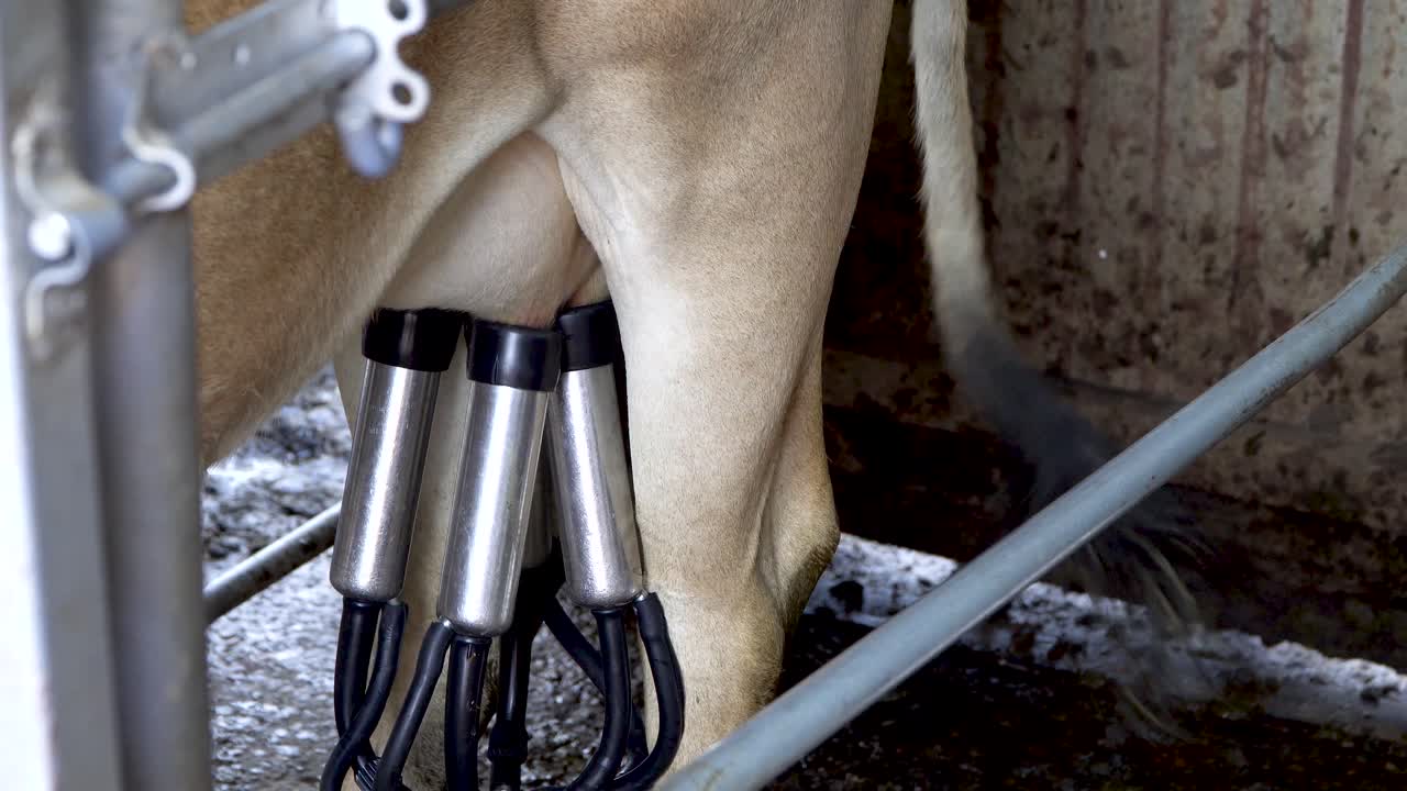 Milking machine attached to udder of tan cow, dairy farm equipment