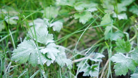 Dolly-shot-moving-over-a-crisp-spring-morning-frost-on-the-ground-with-grass-and-leaves-of-clover