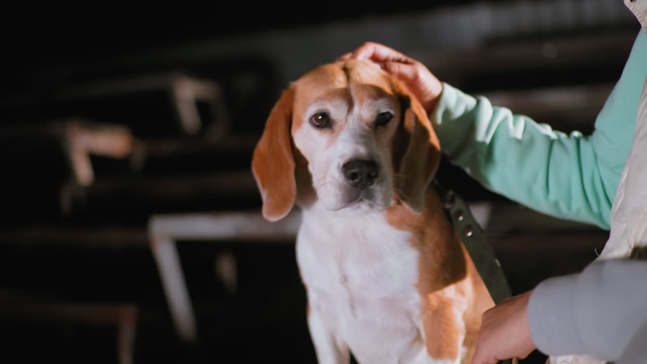 Brown skinned dog panting happily while being gently petted by owner during night scene showcasing bond between human and animal under soft lighting with visible emotion and peaceful atmosphere