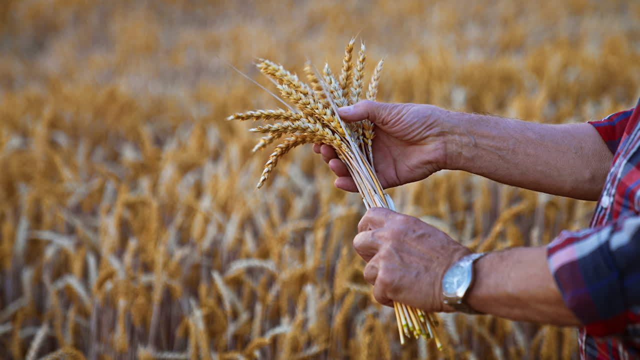Male hands turn the ripe ears of corn. Close up. Yellow dry wheat field at backdrop in blur.