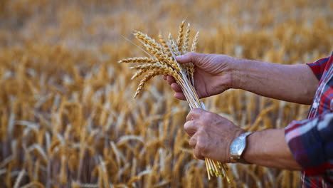 male hands turn the ripe ears of corn. close up. yellow dry wheat field at backdrop in blur.