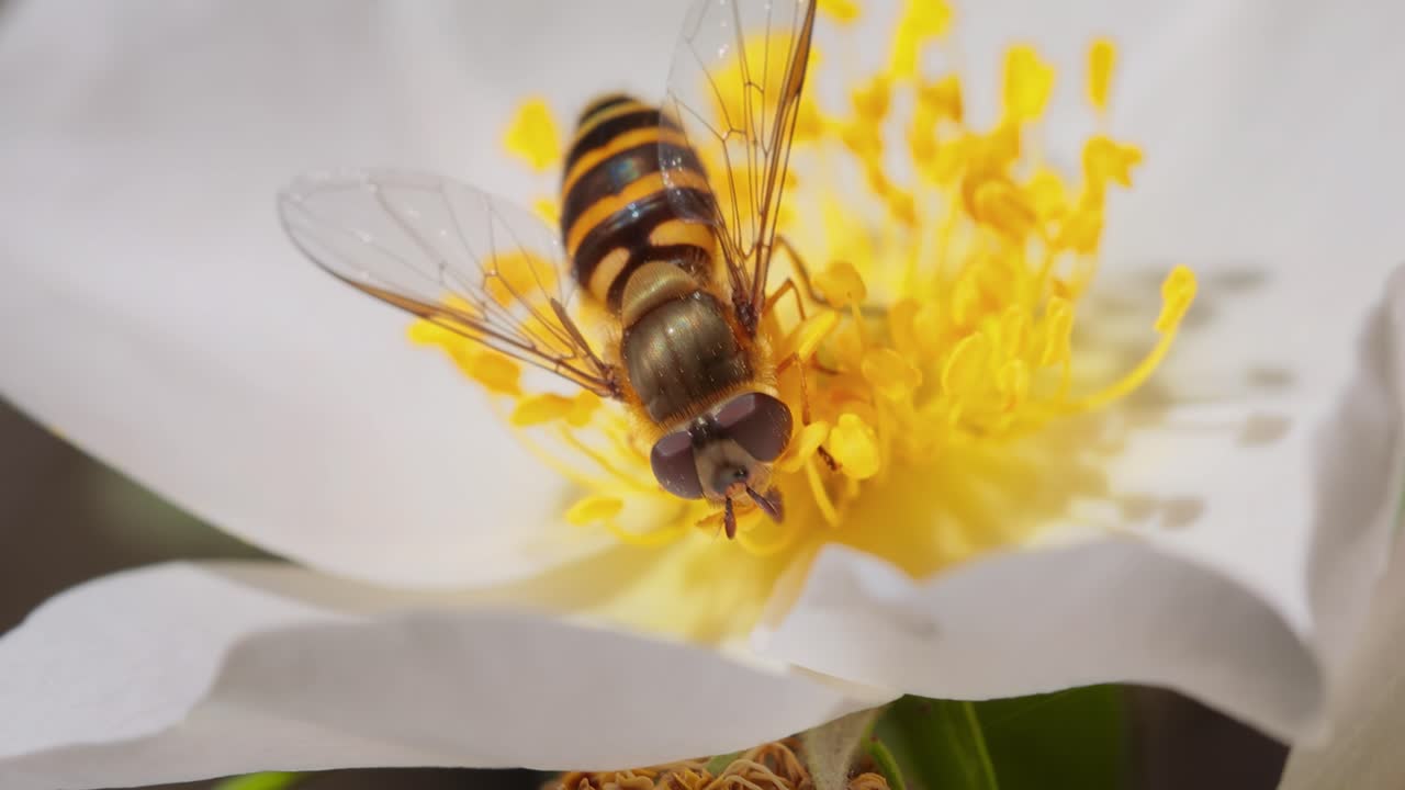 호버플라이, 꽃 플라이 또는 시르피드 플라이, 곤충 가족 시르피디. 그들은 위험한 곤충  ⁇ 벌과  ⁇ 벌로 위장합니다. 많은 종의 성인은 주로 꽃의  ⁇ 과 꽃가루를 먹습니다.