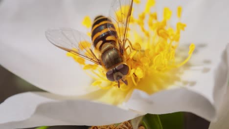 Schwebfliegen,-Blumenfliegen-Oder-Schwebfliegen,-Insektenfamilie-Syrphidae.-Sie-Tarnen-Sich-Als-Gefährliche-Insekten-Wespen-Und-Bienen.-Die-Erwachsenen-Tiere-Vieler-Arten-Ernähren-Sich-Hauptsächlich-Von-Nektar-Und-Pollenblüten.
