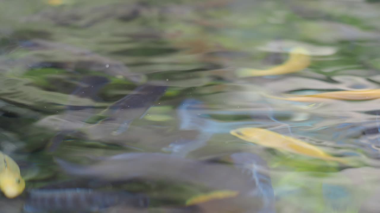Yellow Cichlid Fish Swimming in Water