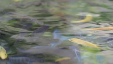 yellow cichlid fish swimming in water