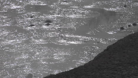 Un-Pozo-De-Barro-Gris-Burbujas-En-El-Parque-Nacional-De-Yellowstone-1