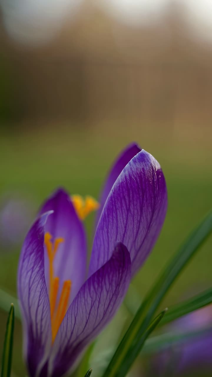 Rekaman video close-up bunga crocus ungu, diambil dari sudut rendah, menonjolkan kelopak yang lembut.