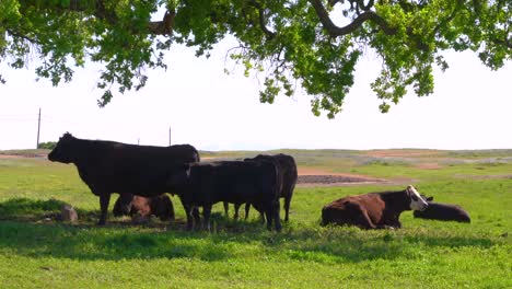 Una-Manada-De-Ganado-Lechero-Marrón-Y-Negro,-Vacas-Y-Toros-Tendidos-Y-Pastando-A-La-Sombra-Bajo-Un-Gran-árbol-Verde