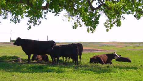 a herd of brown and black dairy milk cattle, cows and bulls laying and grazing in the shade under a large green tree