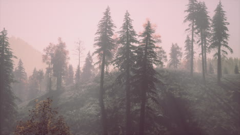 Evergreen-fir-trees-with-cones,-peaks-of-French-Alps-mountains