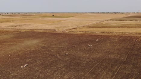 Luftaufnahme-Einer-Gruppe-Von-Schafen-In-Marokko