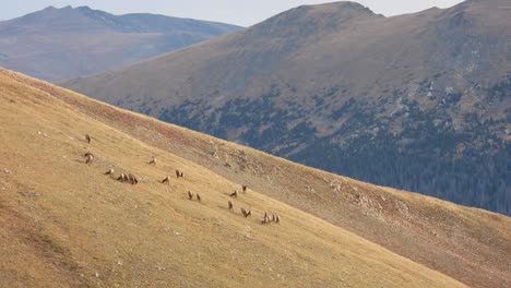 Herd-of-elk-working-their-way-down-a-mountain-and-large-Rocky-mountain-range-in-the-background