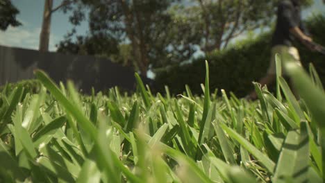 Macro-close-up-of-short-uncut-grass-in-foreground,-out-of-focus-lawn-mower-pushed-up-and-down-at-a-far-distance-from-the-lens