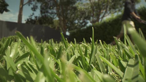 primer plano macro de hierba corta sin cortar en primer plano, cortacésped fuera de foco empujado hacia arriba y hacia abajo a una distancia lejana de la lente
