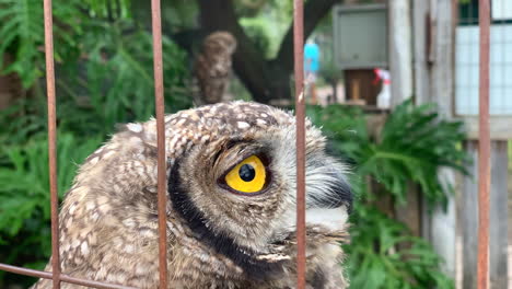 Close-up-of-Pearl-spotted-Owlet-in-a-cage