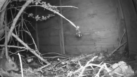 wood mouse  jumping onto the camera