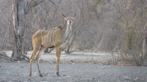 A-beautiful-female-kudu-stands-still-and-looks-around-as-the-wind-blows-her-fur-and-guiena-fowl-run-among-the-trees-in-the-background