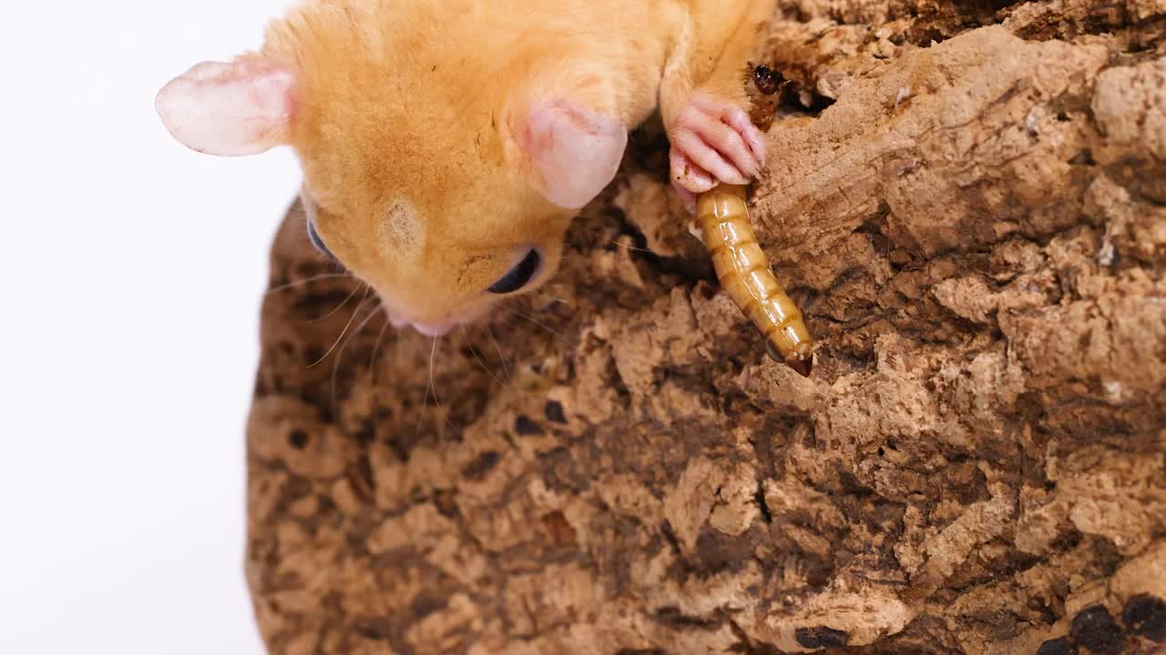 Un petauro dello zucchero appollaiato su una corteccia d'albero mangia un verme della farina in un luminoso ambiente da studio